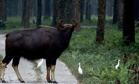 Cross the Border: Phuentsholing, Bhutan