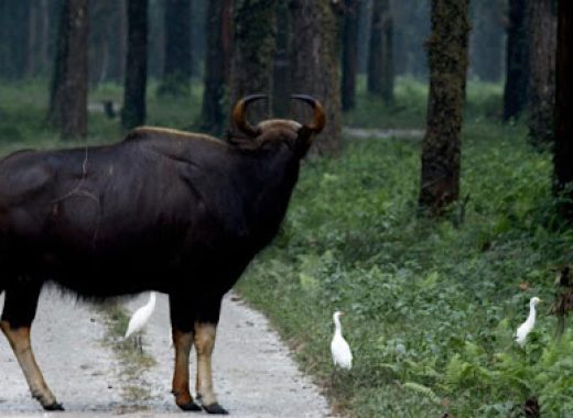 Garumara National Park and Six Point