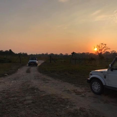 Wildlife in Jaldapara National Park: A Haven of Biodiversity