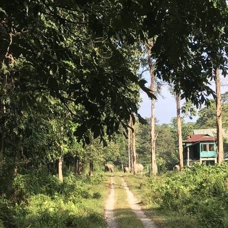 Hollong Tourist Lodge: A Timeless Wilderness Retreat in Jaldapara